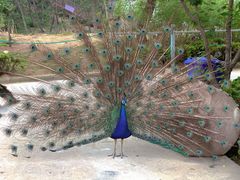 -西霞口神雕山野生动物世界