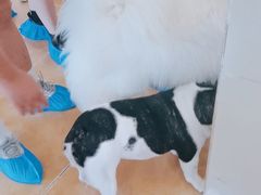 -Let's go狗咖·猫咖·奶狗·桌游(春熙路IFS店)