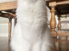 -瑞鹏宠物医院·骨科·猫科·内科(第一中心)