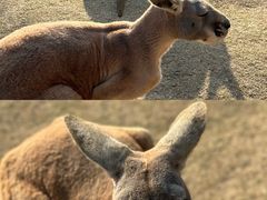 -泉州海丝野生动物世界