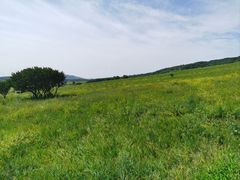 -御道口草原森林风景区