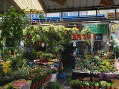 -曲阳花鸟市场(曲阳路店)