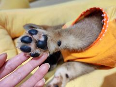 -逗柴咖啡屋·狗咖猫咖宠物桌游