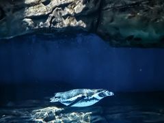 -海合安武汉极地海洋公园