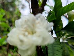 -桃花涧
