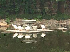 -水绘园