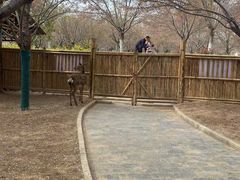 -古柏渡丰乐樱花园