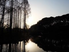 -大宁郁金香公园-停车场