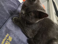 -伟伟宠物医院·瑞派猫友好医院·猫科(光谷店)