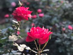 -人民公园(罗湖区)