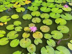 -东莞植物园
