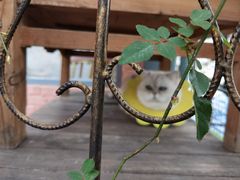 -喵屿·大理花园猫咖