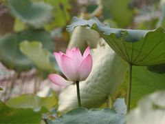 -东莞植物园