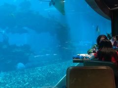 -海棠湾洲际-涛·海底餐厅·美人鱼·自助餐·海底隧道