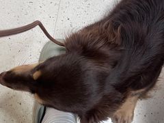 -帕帕拉兹宠物(亚洲旗舰店)