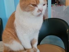 -安格丽娜·狗咖·猫咖羊驼咖(春熙路百盛商场店)
