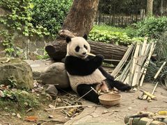 -都江堰中华大熊猫苑