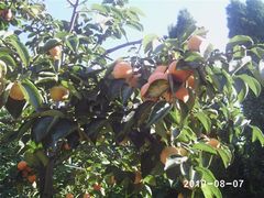 -石老人观光园