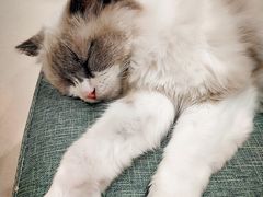 -藏猫猫咖啡主题馆(中央大道店)