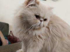 -猫色咖啡·猫咖