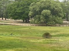 -北京麋鹿生态实验中心