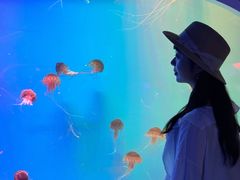 -芜湖新华联大白鲸海洋公园