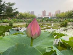 -莲花池公园