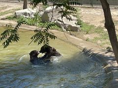 -石家庄市动物园