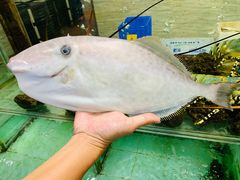 -寻味顺德·南记酒家·传统顺德菜·鱼生(广源路店)