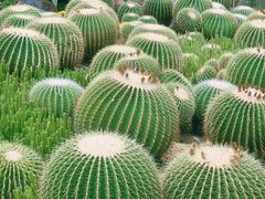 -中国科学院华南植物园
