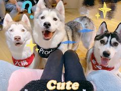 -Husky Go! 哈士奇体验馆·宠物咖啡厅狗咖