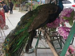 -西双版纳傣族园