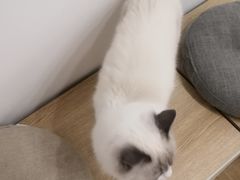 -有喵·猫咖·狗咖·30几只猫10只小狗(岗厦店)