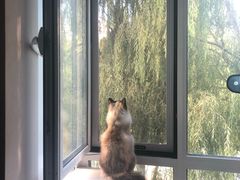 -有猫儿腻咖啡厅.猫咖