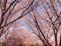-高东镇樱花园