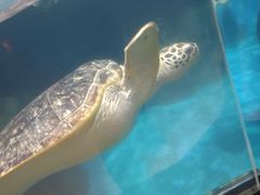 -海合安武汉极地海洋公园