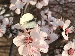 桃花-蝴蝶-北京鹫峰国家森林公园