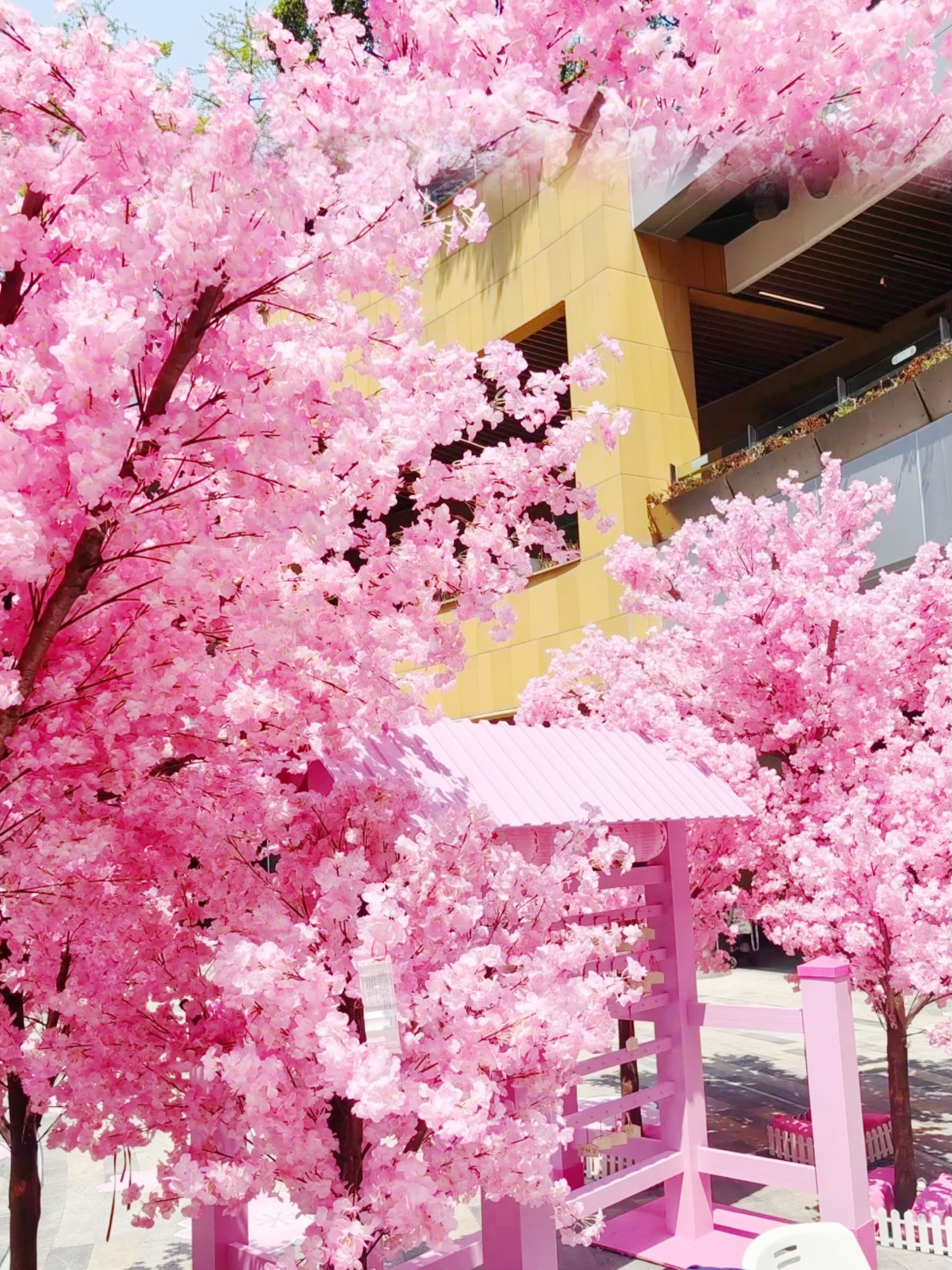 上海金虹桥樱花节‼️春日限定浪漫‼️