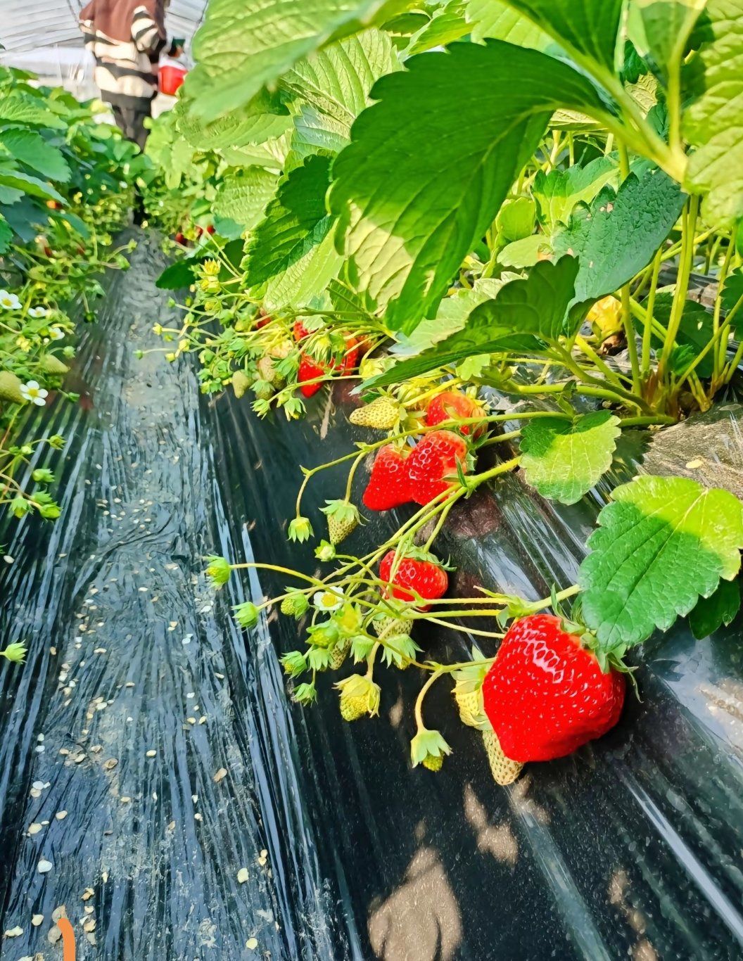 明媚果园采摘乐