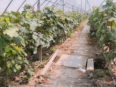 -马陆小张葡萄园农家乐