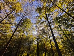 -上海海湾国家森林公园