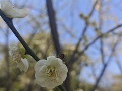 -香雪海
