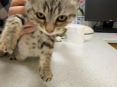 -安安宠医·臻爱宠物医院·宠保定点(营门口路分院)