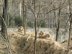 -石家庄市动物园