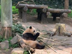 -都江堰中华大熊猫苑