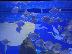 -烟台海昌鲸鲨海洋公园