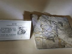 -辽宁古生物博物馆