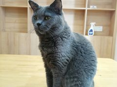 -是阿柴呀！柴犬咖啡·爱喵喵猫咖