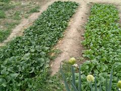 菜园-白洋淀锅里口灶台鱼