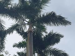-广州市白云山风景名胜区